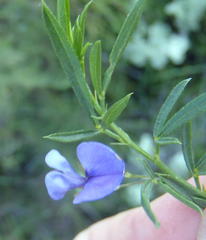 Psoralea axillaris