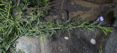 Psoralea axillaris