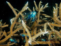 Synchiropus splendidus