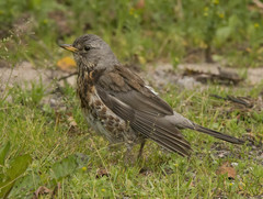 Turdus pilaris
