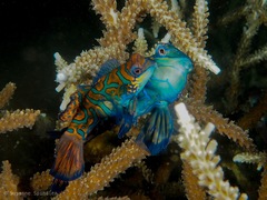 Synchiropus splendidus