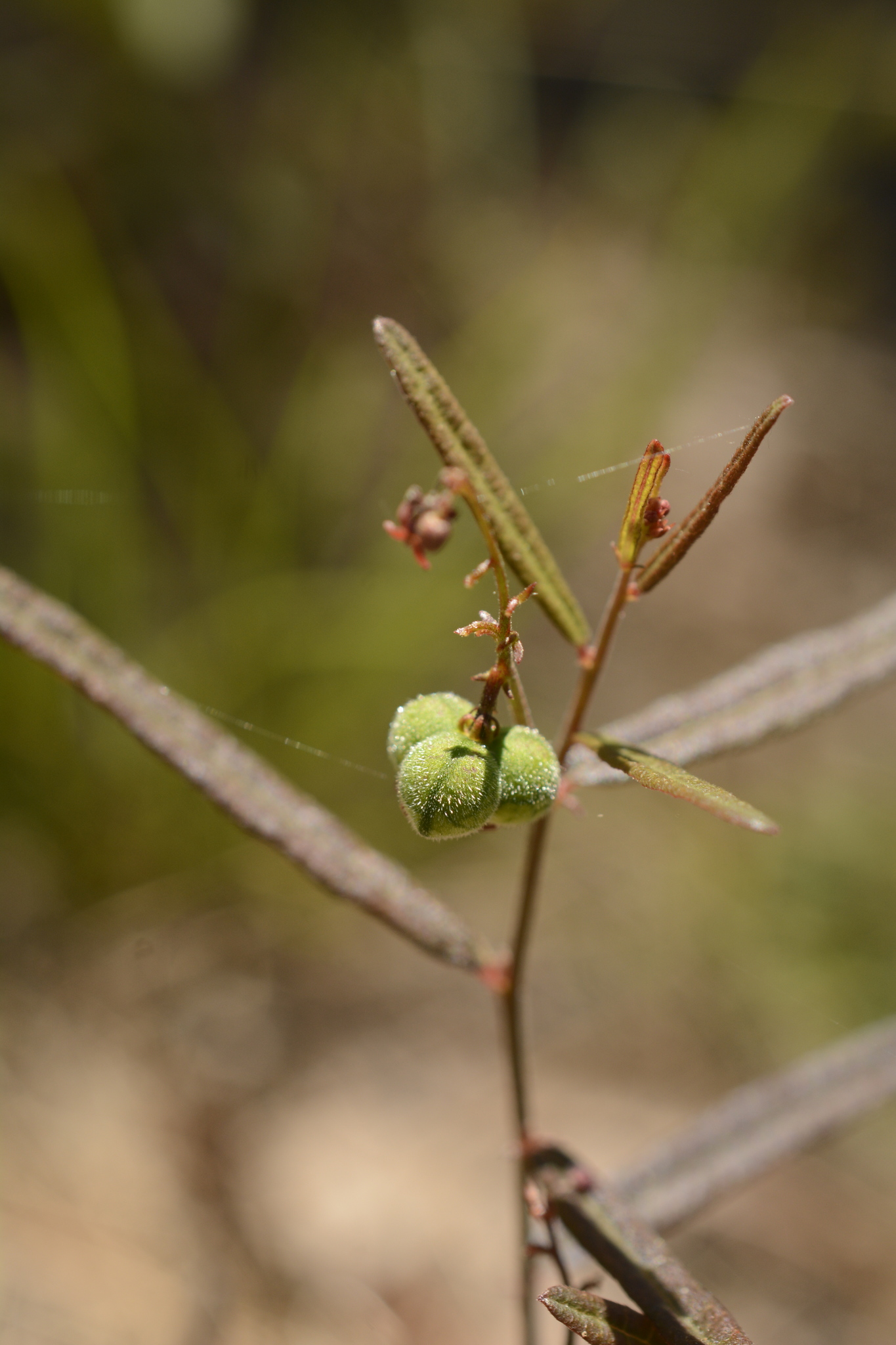 Tragia urens