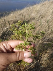 Peucedanum alsaticum