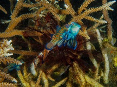 Synchiropus splendidus