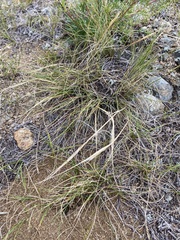Stipa glareosa