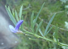 Psoralea axillaris
