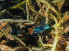 Synchiropus splendidus