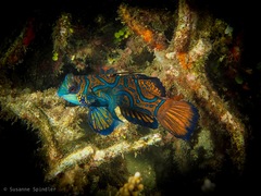 Synchiropus splendidus