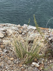 Stipa glareosa