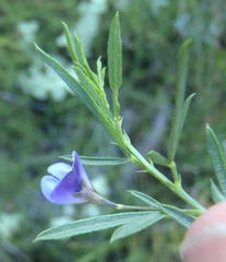 Psoralea axillaris