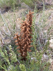 Orobanche coerulescens