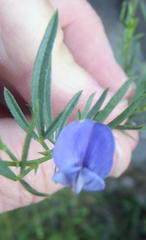 Psoralea axillaris