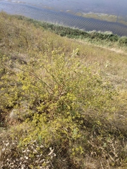 Peucedanum alsaticum