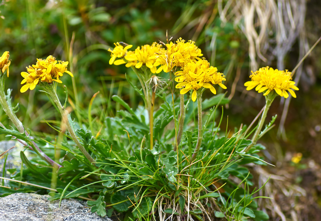 Jacobaea carniolica from Trentino, Italia on August 23, 2021 at 0838