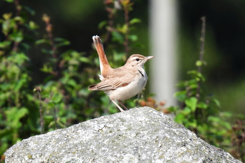 Rufous-tailed Scrub-Robin, Cornwall, UK, photo 10 of 10