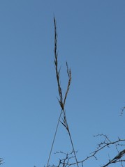 Centropodia glauca