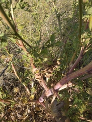 Peucedanum alsaticum