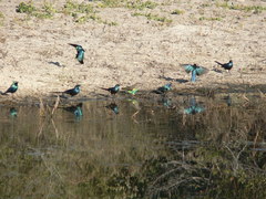 Poicephalus meyeri damarensis