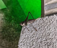 Pediodectes stevensonii