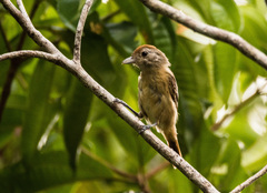 Thamnophilus ambiguus