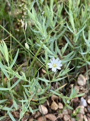Stellaria dahurica