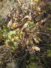 Peucedanum alsaticum