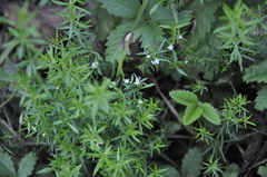 Galium humifusum