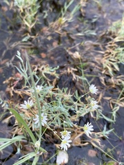 Stellaria dahurica