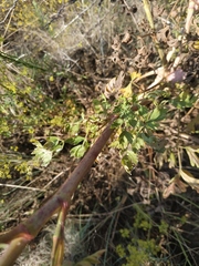 Peucedanum alsaticum