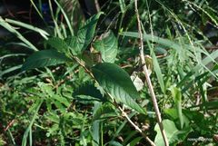 Citharexylum myrianthum