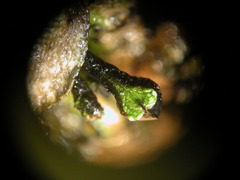 Targionia hypophylla