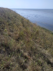 Peucedanum alsaticum