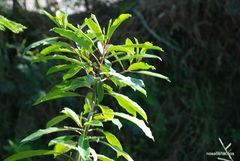 Sapium glandulosum
