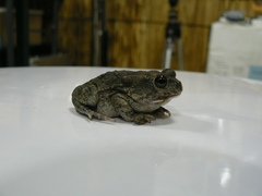 Sclerophrys gutturalis