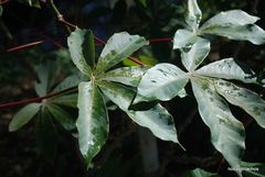 Jatropha gossypiifolia