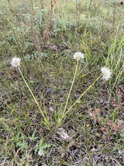 Allium stellerianum