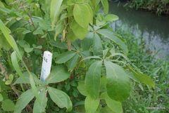 Pseudobombax grandiflorum