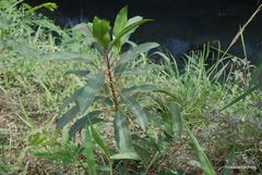 Sapium glandulosum