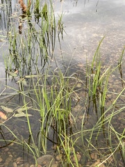 Poa subfastigiata