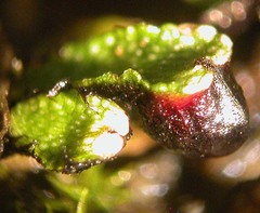 Targionia hypophylla