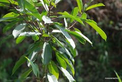 Sapium glandulosum
