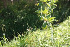 Citharexylum myrianthum