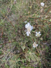 Scabiosa praemontana