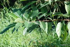 Citharexylum myrianthum