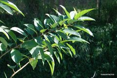 Citharexylum myrianthum