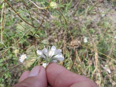 Scabiosa praemontana