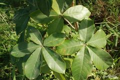 Pseudobombax grandiflorum