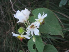 Sparrmannia africana