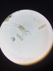 Collotheca