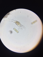 Collotheca